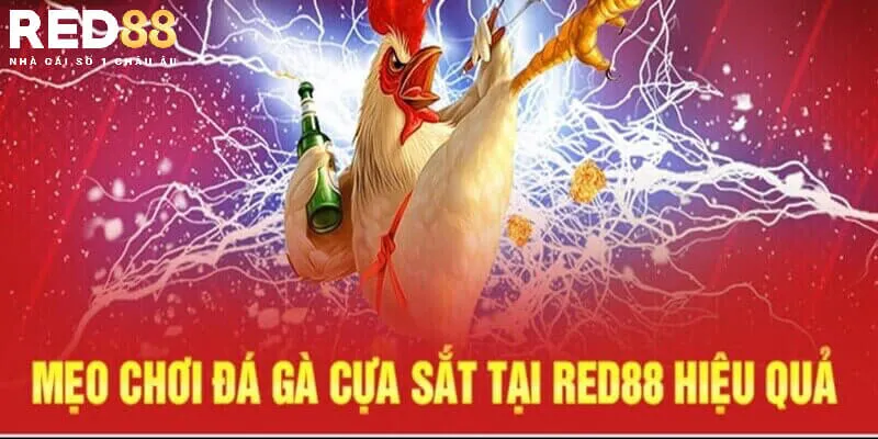 Nên áp dụng linh hoạt chiến thuật tại đá gà Red88